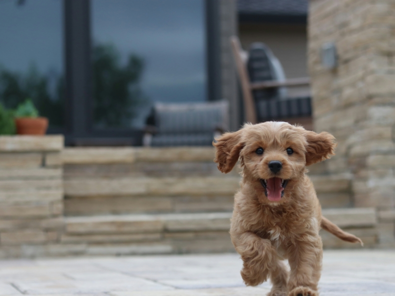 Un chiot heureux qui court dans un jardin