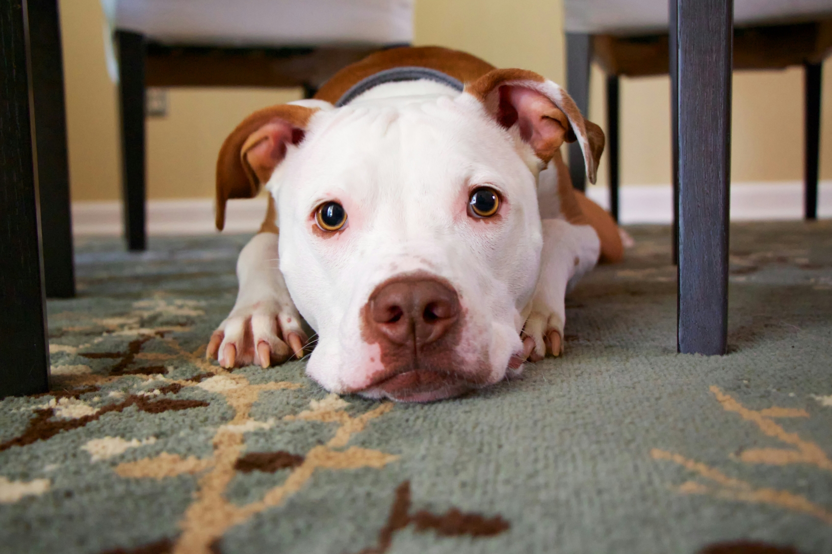 chien allongé sous une table dans une maison