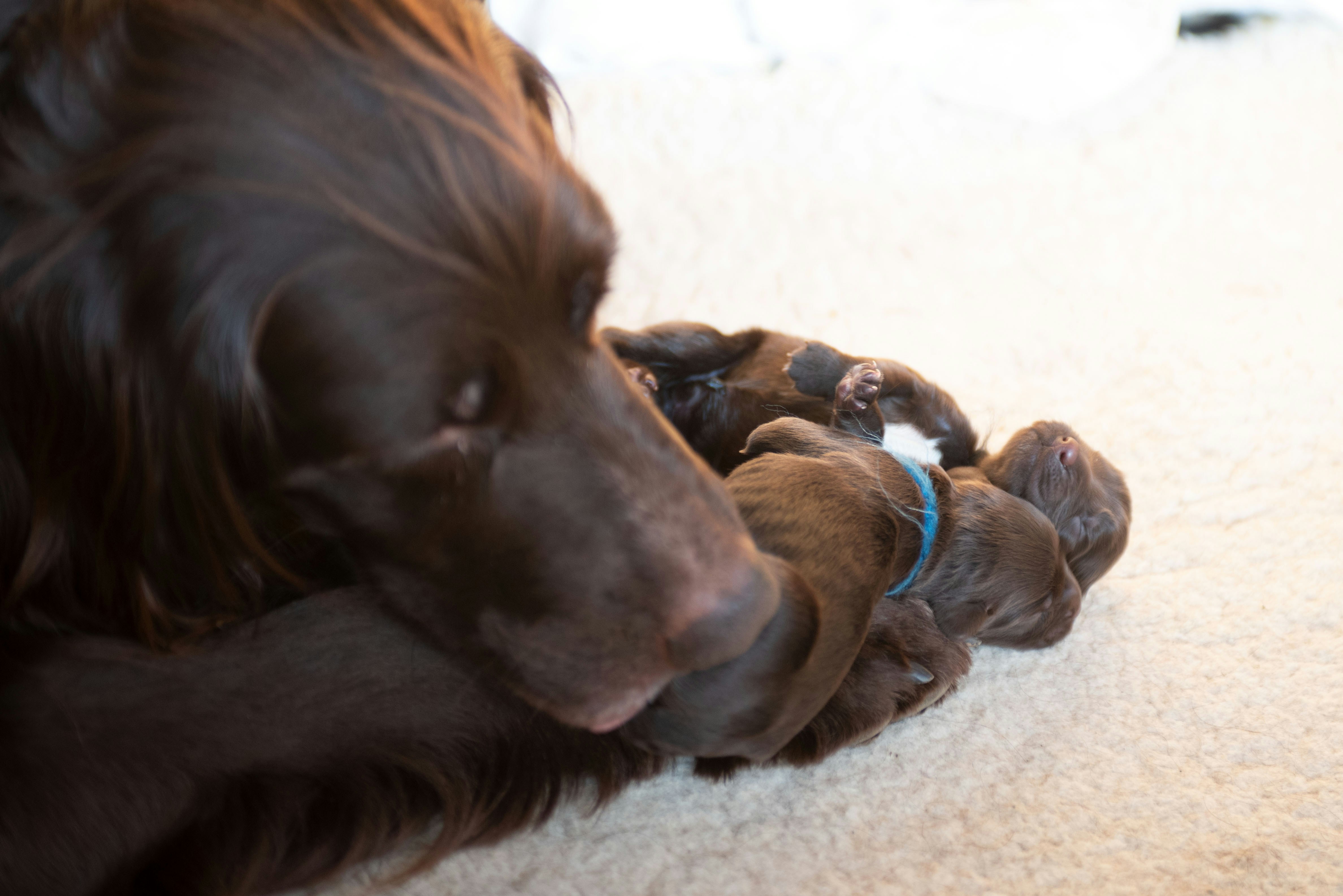 Chienne allongé sur un tapis avec des chiots