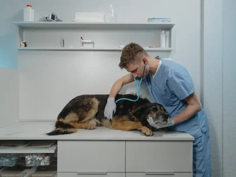 Vétérinaire en blouse bleue examinant un chien allongé sur une table d'examen à l'aide d'un stéthoscope dans une clinique vétérinaire