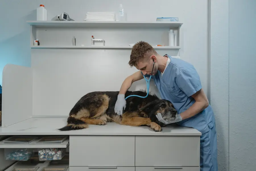 Vétérinaire en blouse bleue examinant un chien allongé sur une table d'examen à l'aide d'un stéthoscope dans une clinique vétérinaire