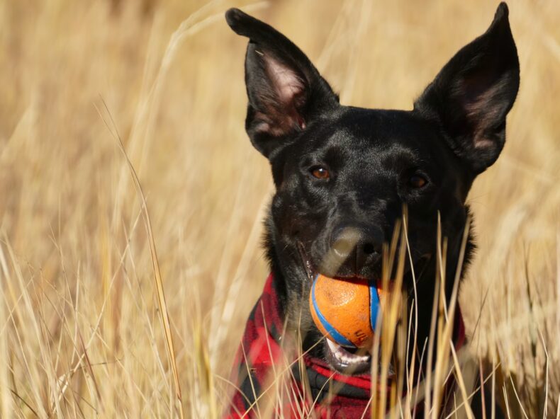 Chien tenant une balle dans un champ d'épillets