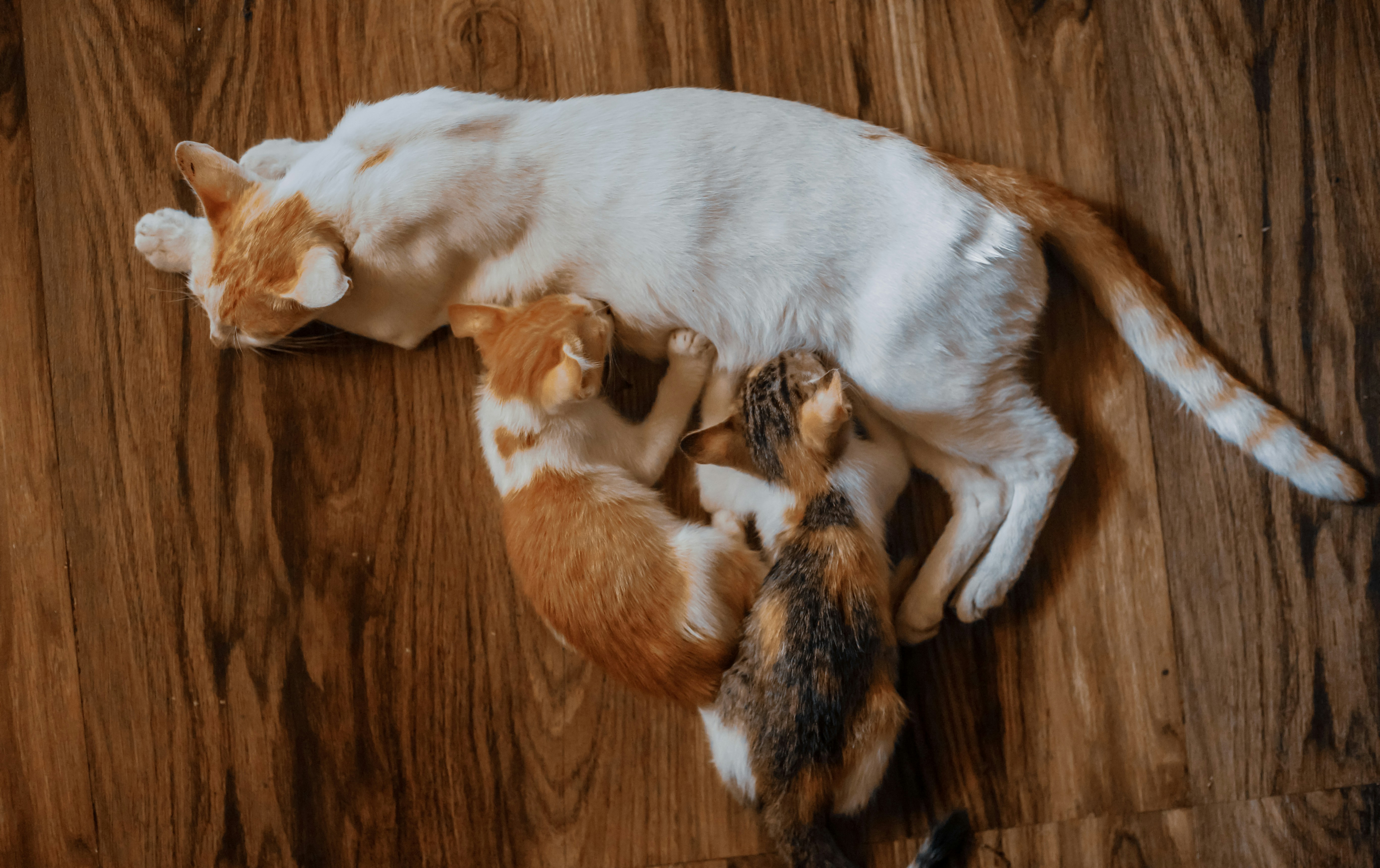 chatons qui tetent leur mère