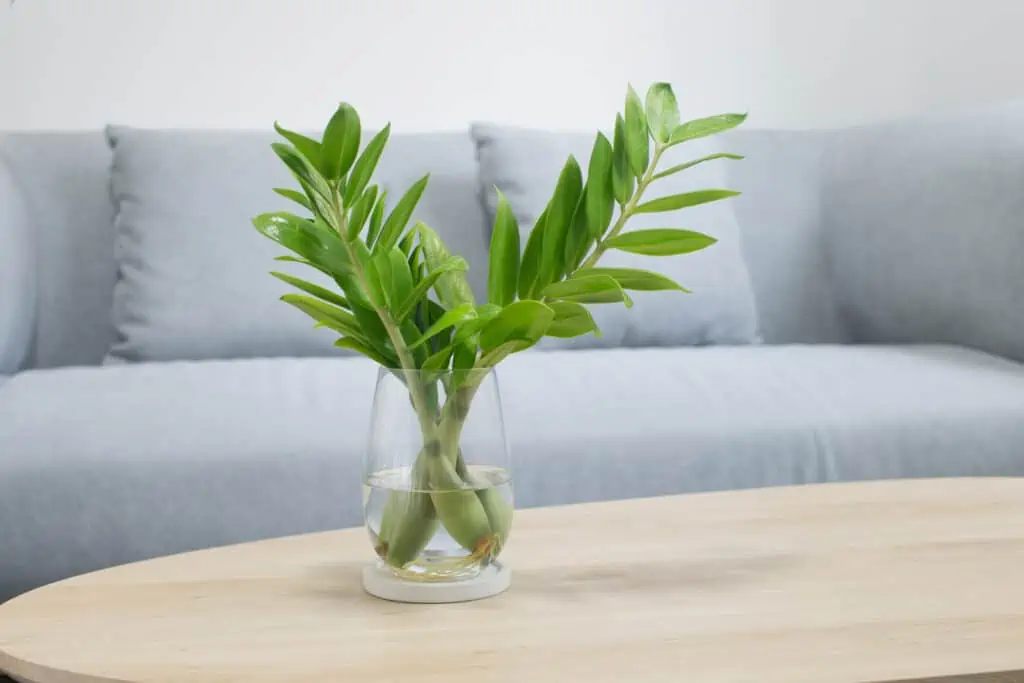 La plante zamioculcas est posé sur une table basse accessible aux chien