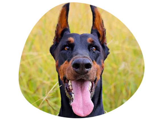 Un doberman heureux sourit