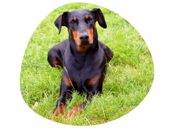 Un doberman est couché sur de l'herbe