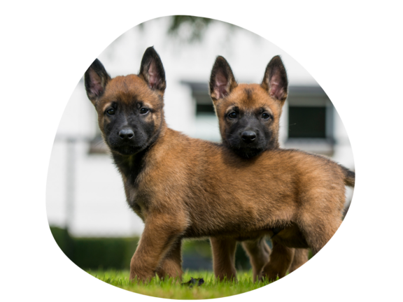 Deux petits malinois regarde la caméra