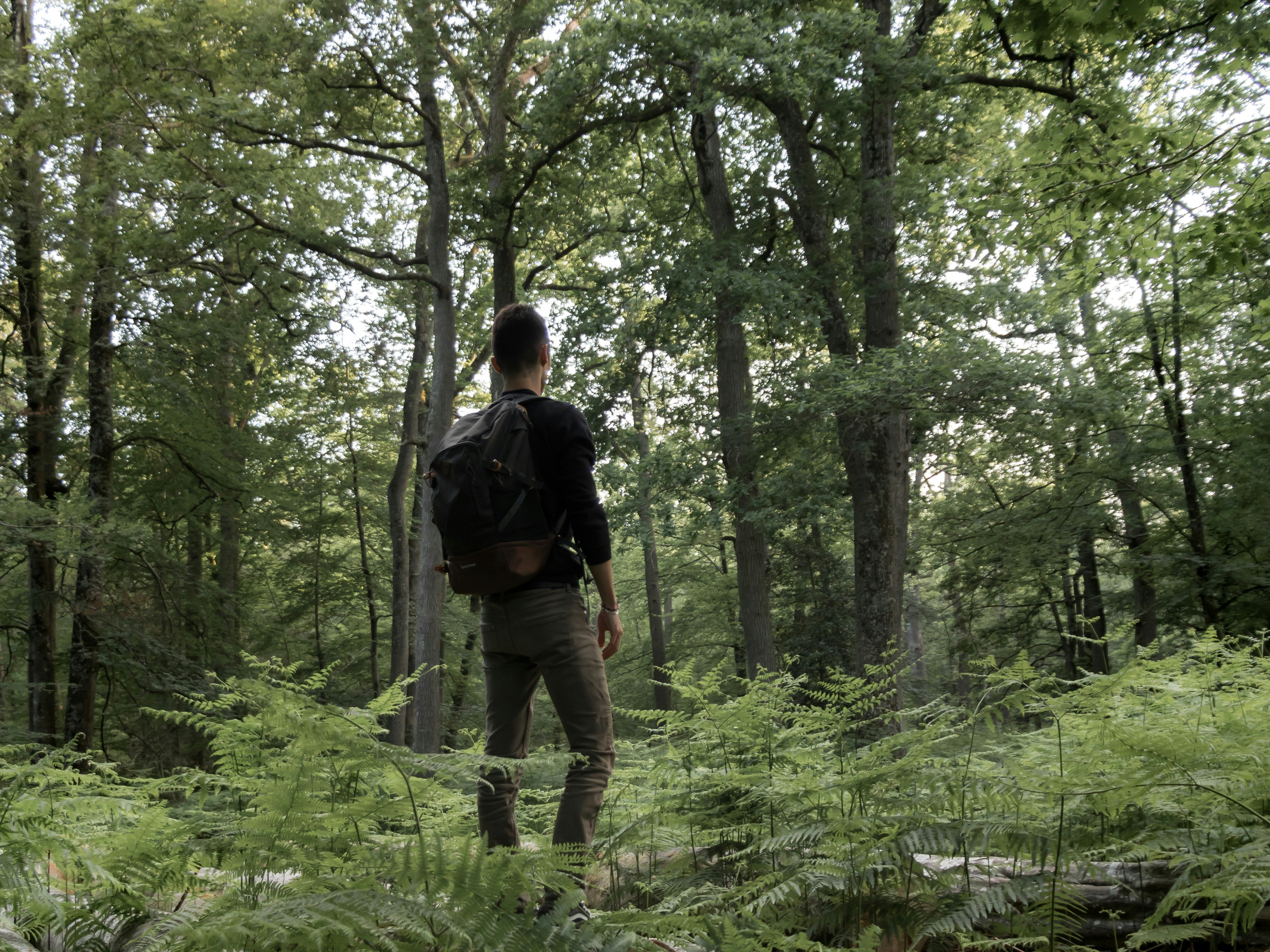 Forêt de Fontainebleau, l'un des meilleurs endroits pour promener son chien sans laisse