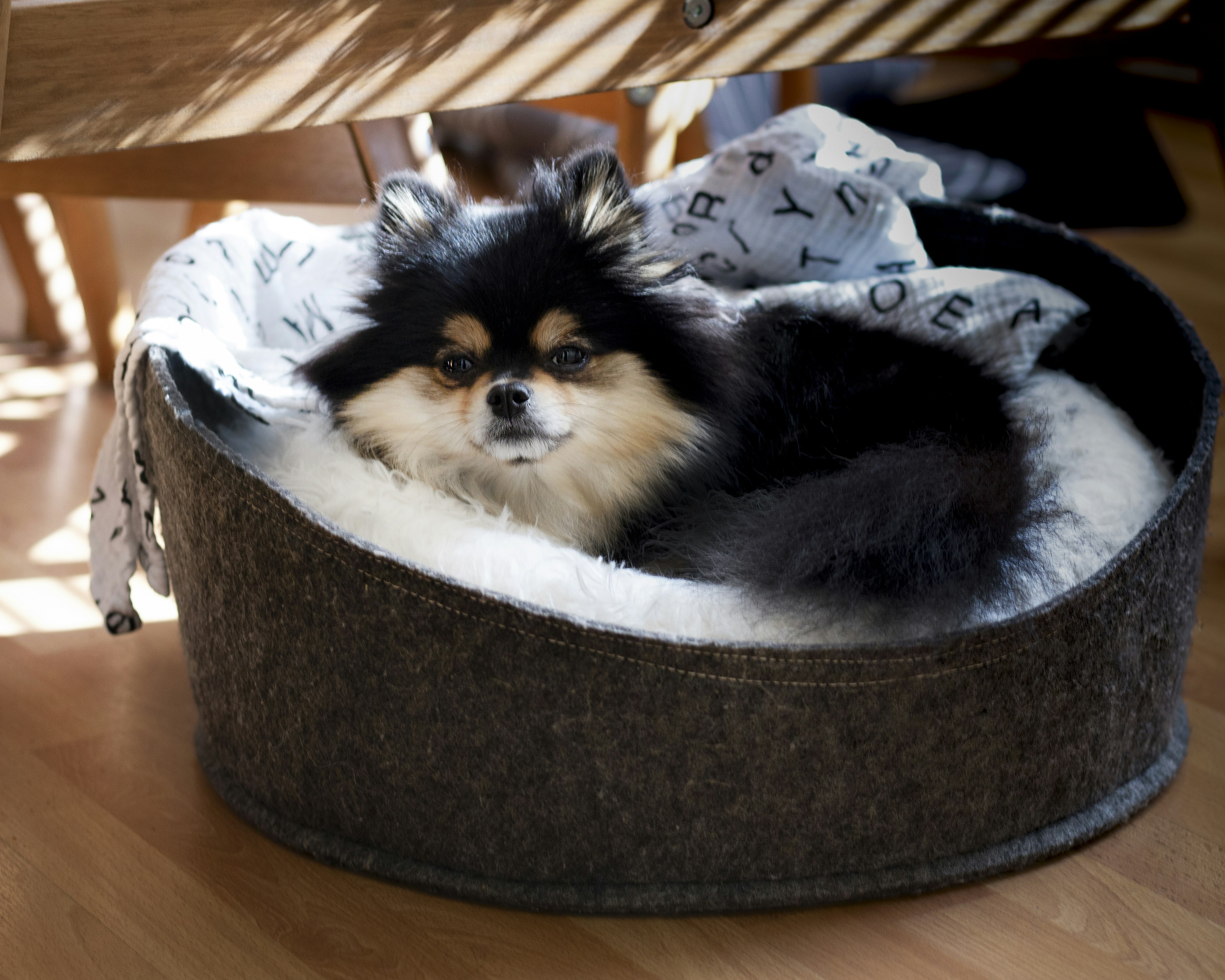 Spitz nain allongé dans un panier en intérieur