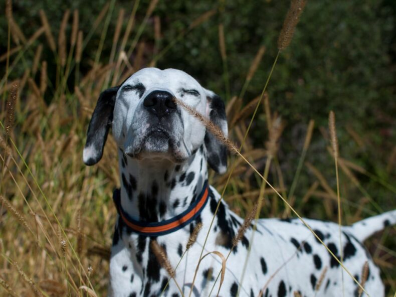 Un dalmatien aux yeux fermés, profitant du soleil dans un champ de hautes herbes, portant un collier orange et bleu, avec une expression paisible et détendue.