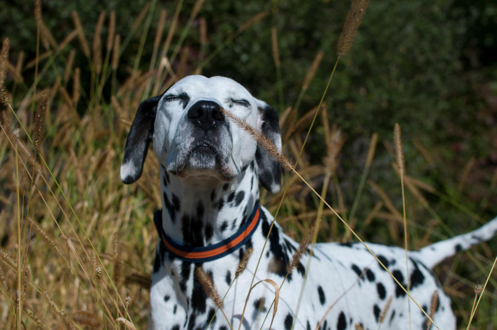 Un dalmatien aux yeux fermés, profitant du soleil dans un champ de hautes herbes, portant un collier orange et bleu, avec une expression paisible et détendue.