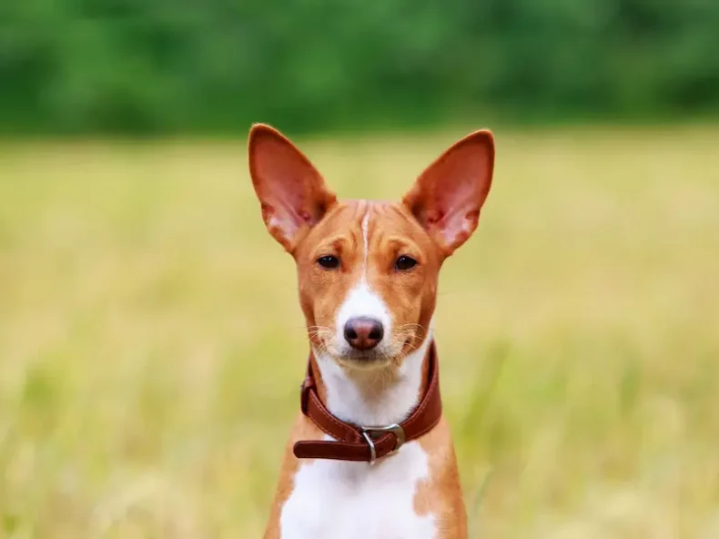 Chien Basenji marron et blanc avec un collier en cuir, debout dans un champ verdoyant et flou en arrière-plan