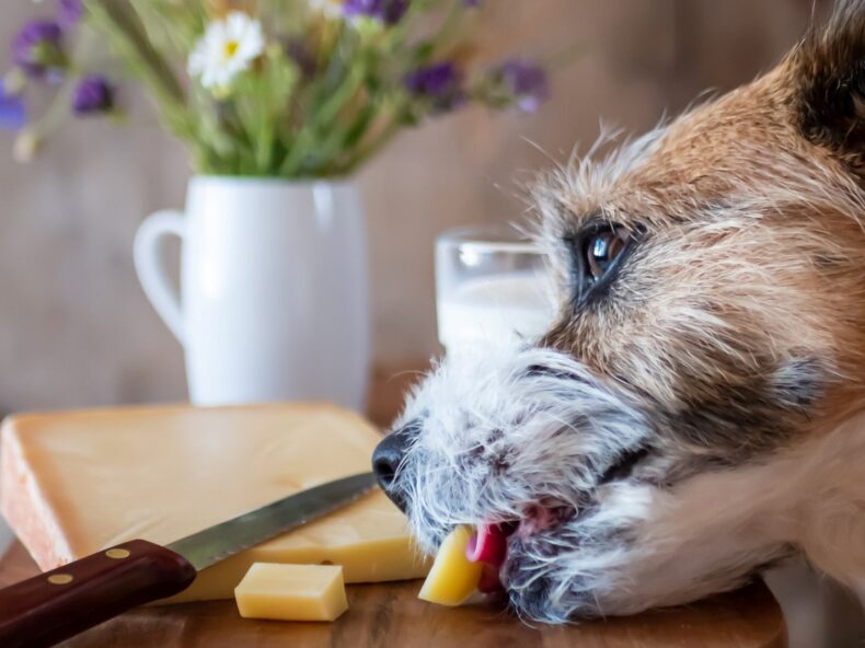 Un chien tente de manger un morceau de fromage se trouvant sur une table