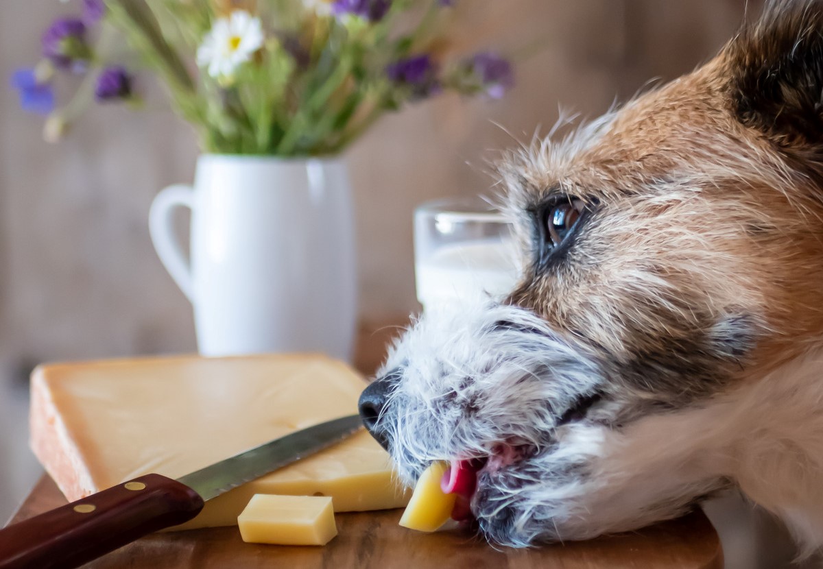 Un chien tente de manger un morceau de fromage se trouvant sur une table