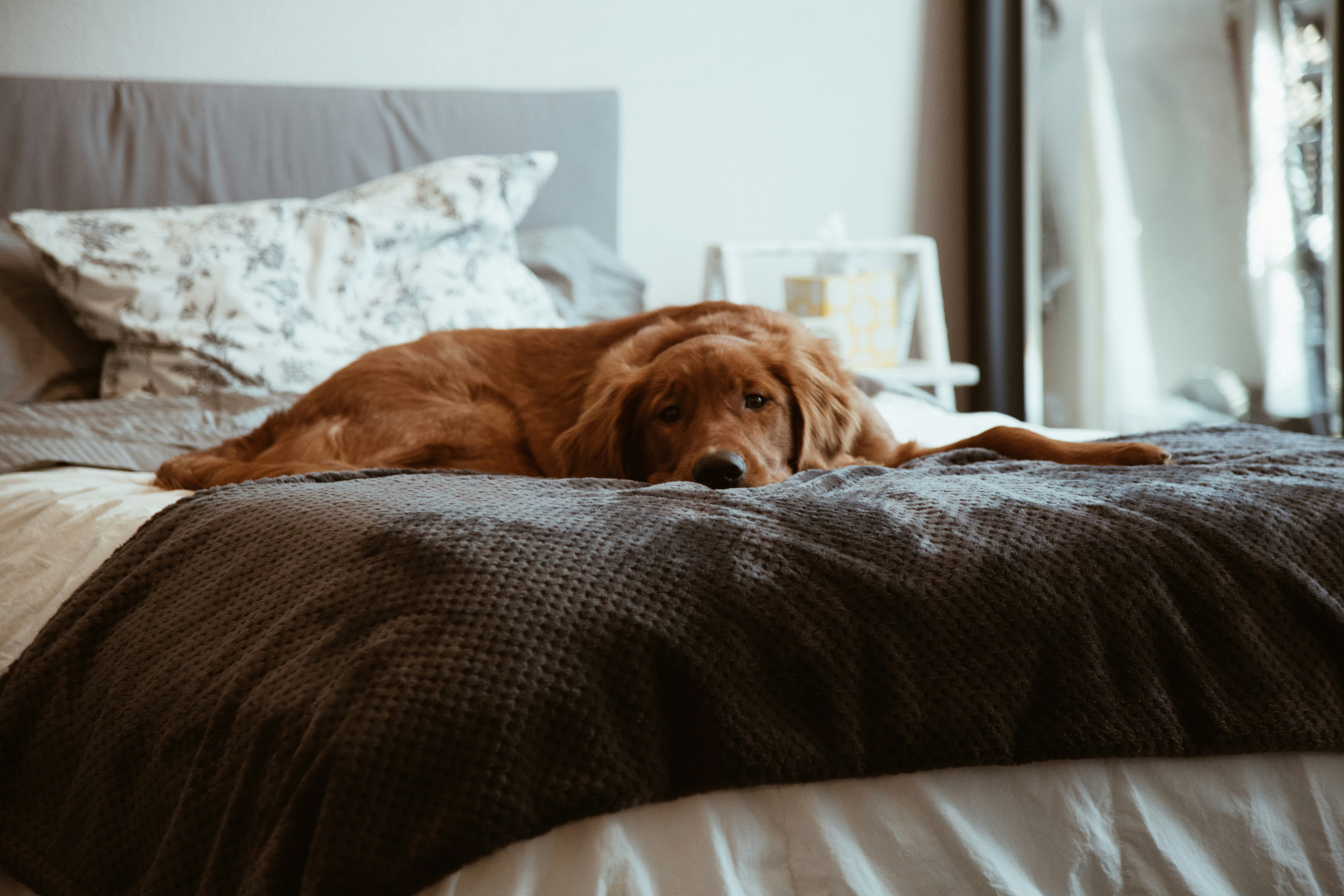 chien couché sur un lit