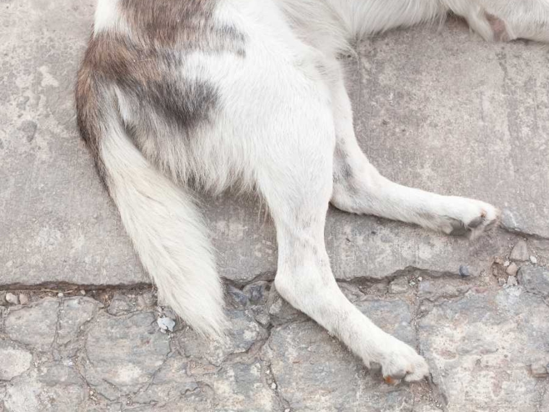 pattes arrières d'un chien couché hind legs of a lying dog