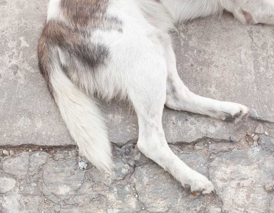 pattes arrières d'un chien couché hind legs of a lying dog