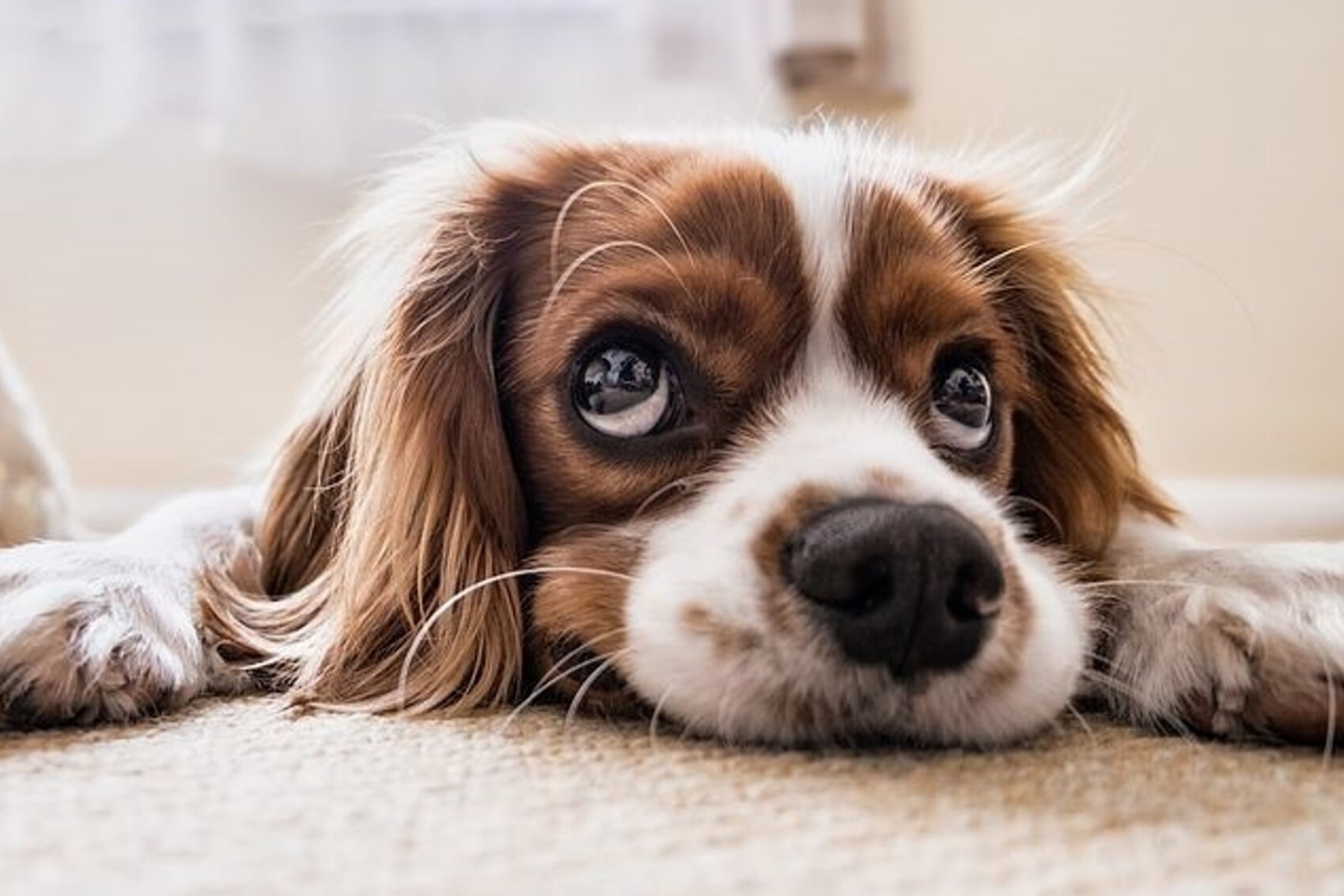 Chien qui souffre de diarrhée