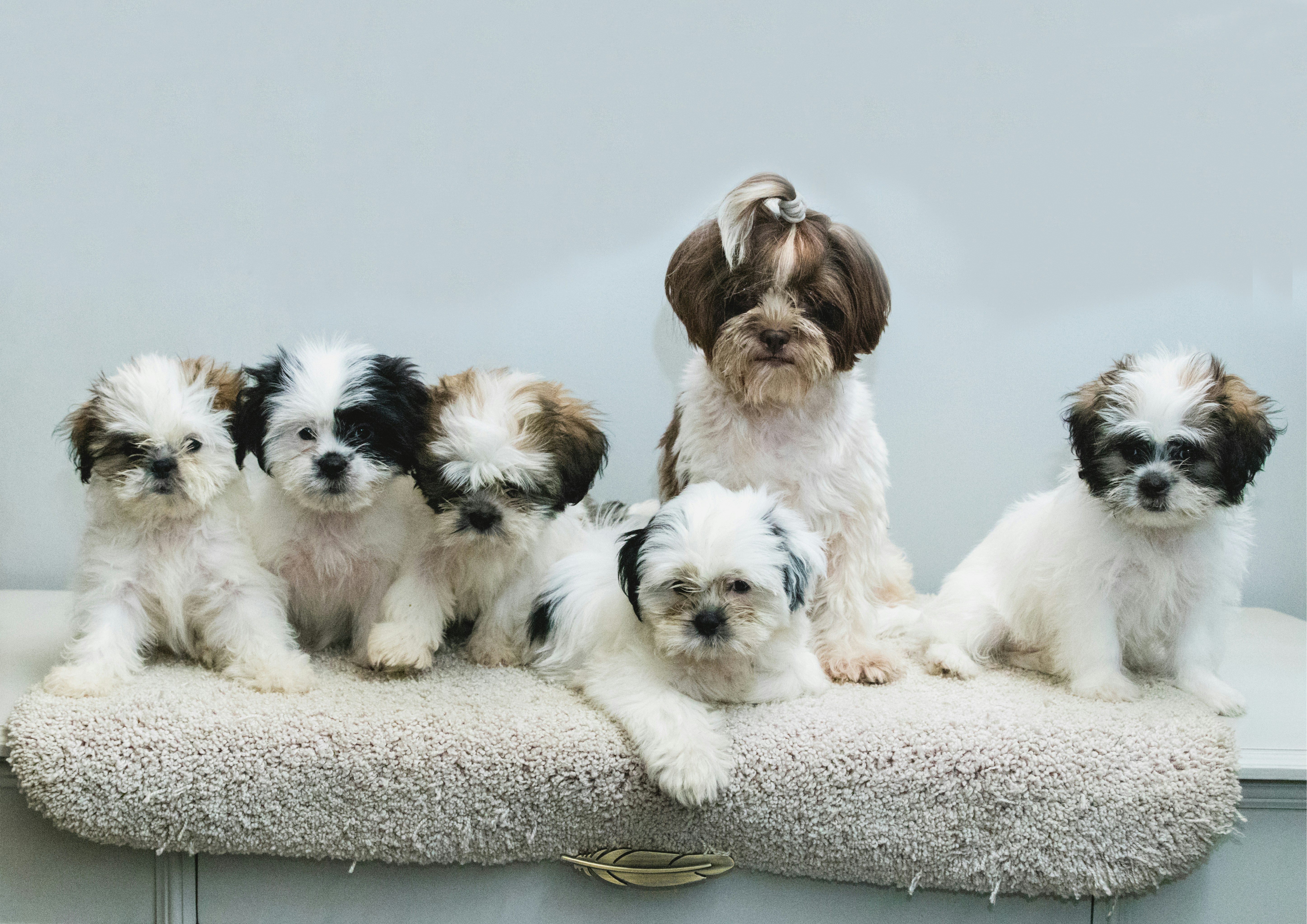 Des chiots avec leur mère sont dans un panier dans une maison et fixent le photographe