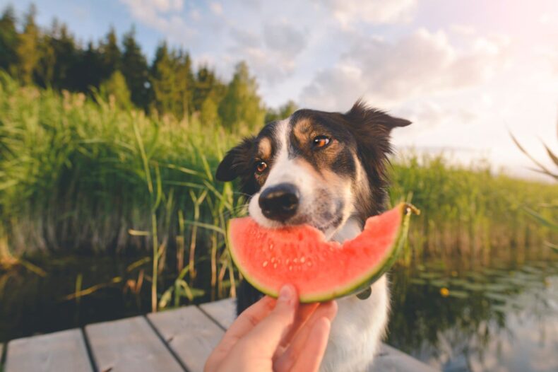 Chien qui mange une pastèque