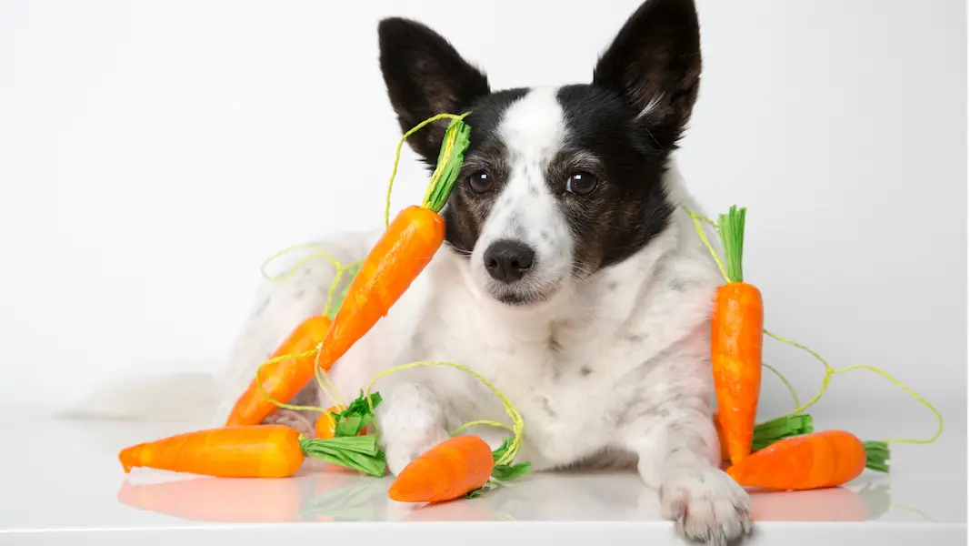 Chien avec des carottes