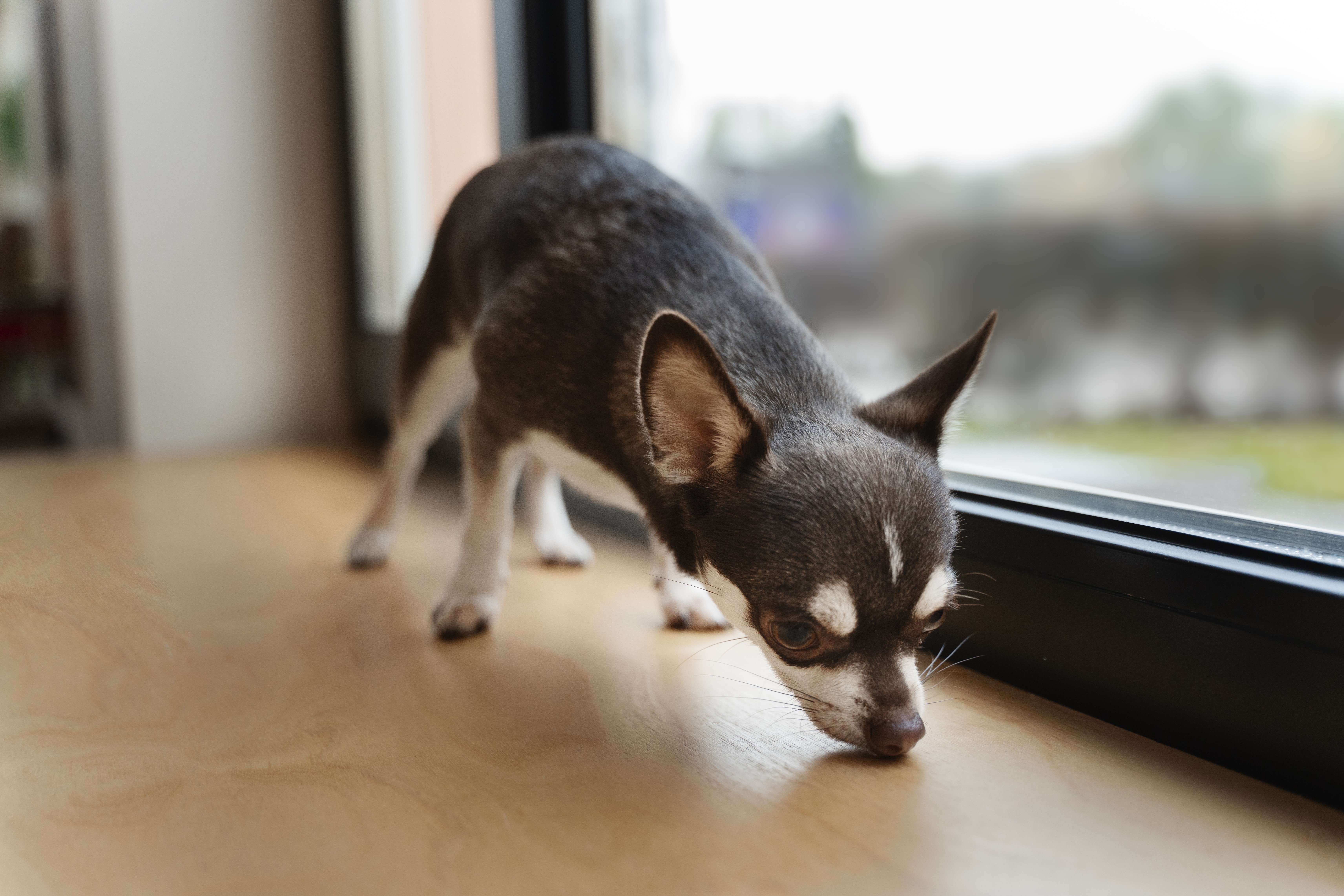 Un chien qui sent le sol d'une maison