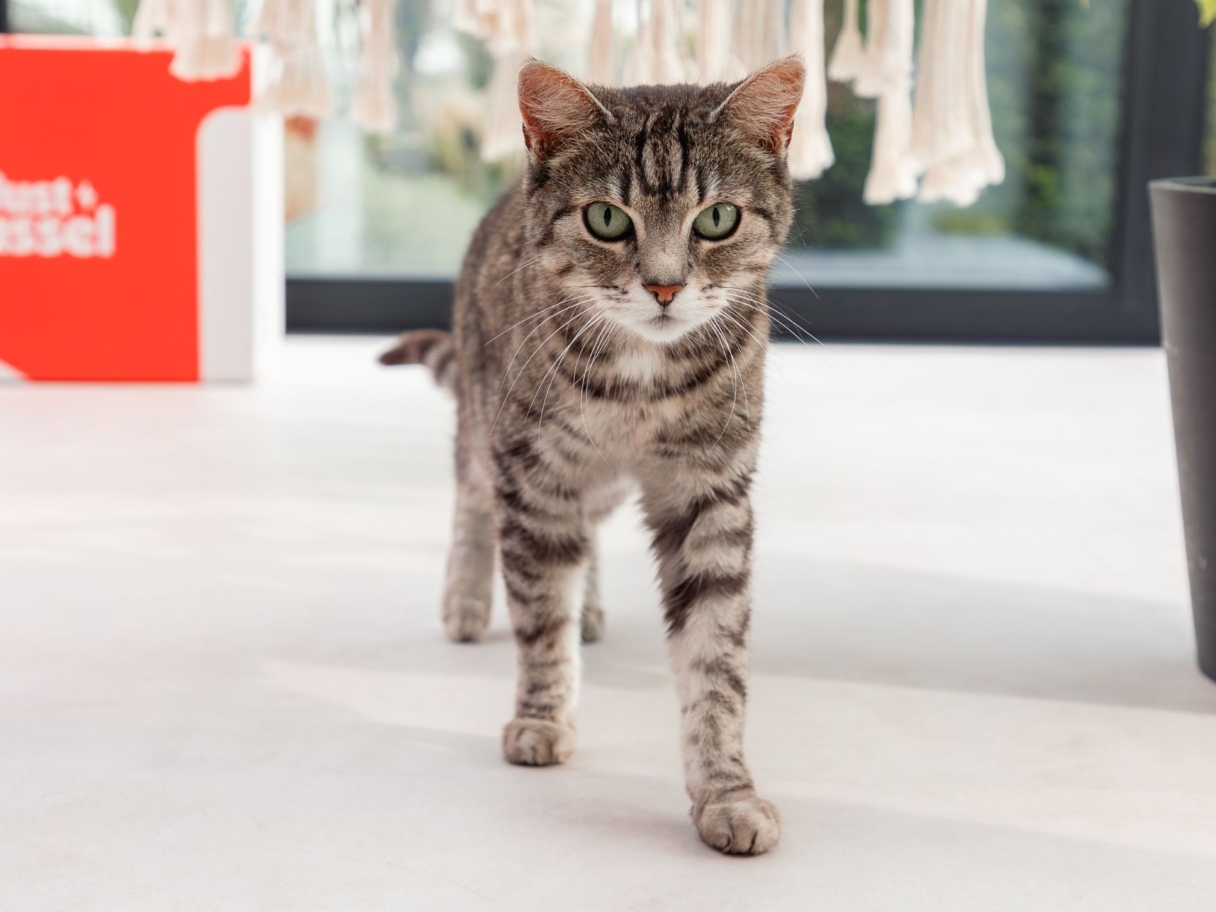 Un chat regarde la caméra
